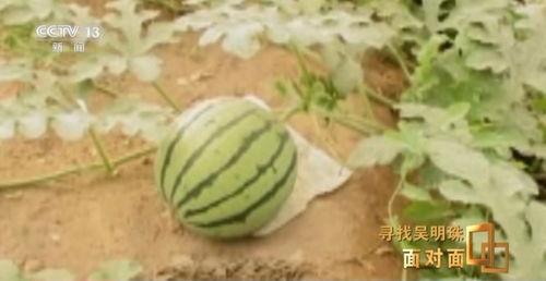 河南新疆网红吃瓜事件,网络舆论的发酵与反思