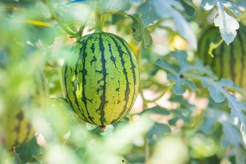 河南新疆网红吃瓜事件,网络舆论的发酵与反思