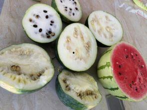 河南新疆网红吃瓜事件,网络舆论的发酵与反思