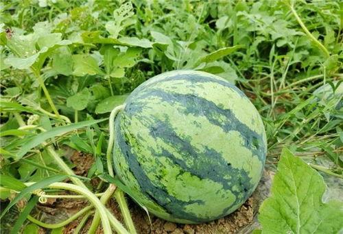 地区吃瓜网,吃瓜网带你领略各地特色美食文化