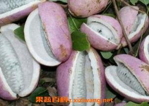 云南网红吃八月瓜,解锁夏日新食尚