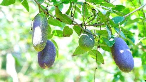 云南网红吃八月瓜,解锁夏日新食尚