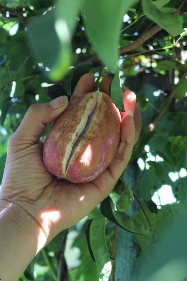 云南网红吃八月瓜,解锁夏日新食尚