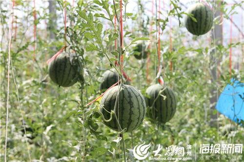 务川网红吃瓜事件视频,一场网络热议的幕后真相揭秘