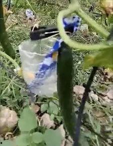 务川网红吃瓜事件视频,一场网络热议的幕后真相揭秘