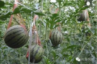 51吃瓜官网地址,带你探索网络吃瓜文化的热点聚集地