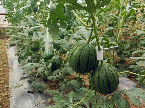 51吃瓜官网地址,带你探索网络吃瓜文化的热点聚集地