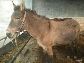 奔跑晶骡子吃瓜网,揭秘吃瓜网背后的神秘力量