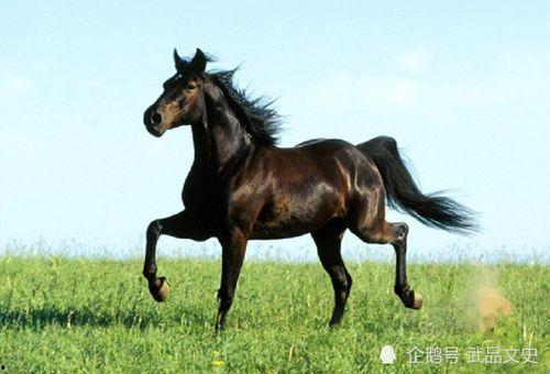 奔跑晶骡子吃瓜网,揭秘吃瓜网背后的神秘力量