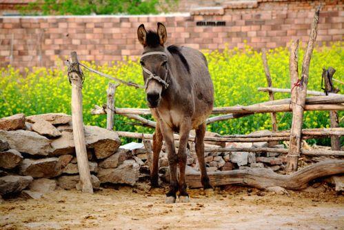 奔跑晶骡子吃瓜网,揭秘吃瓜网背后的神秘力量
