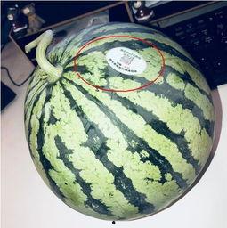 网红吃瓜椅子,揭秘网络红人背后的娱乐江湖