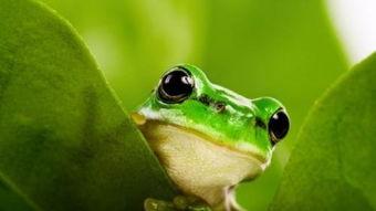 网红吃瓜呱呱呱