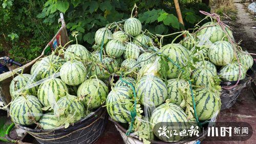 东北吃瓜网红是谁啊图片,揭秘网络红人的魅力与影响力”