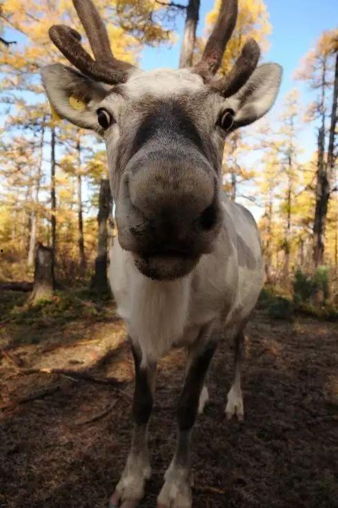 网红驯鹿吃瓜视频大全,趣味视频盘点