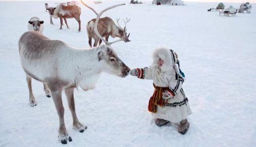 网红驯鹿吃瓜视频大全,趣味视频盘点
