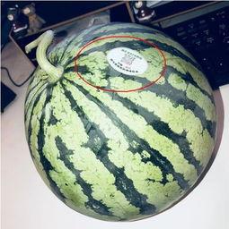 离石网红吃瓜,揭秘网络热点背后的故事