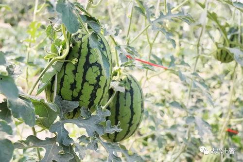 离石网红吃瓜,揭秘网络热点背后的故事