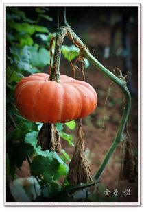 吃瓜黄料视频网红网站