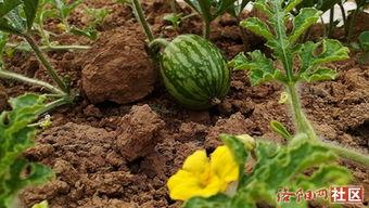 吃瓜黄料视频网红网站