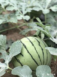 近一年吃瓜事件网红,网红事件盘点