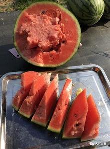 近一年吃瓜事件网红,网红事件盘点