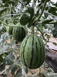 最近网红吃瓜大事件,揭秘娱乐圈最新热点背后的真相