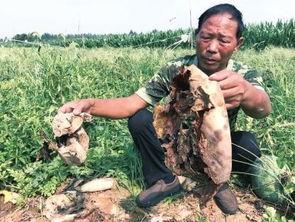 延安网红定格事件吃瓜,揭秘背后的真相与争议