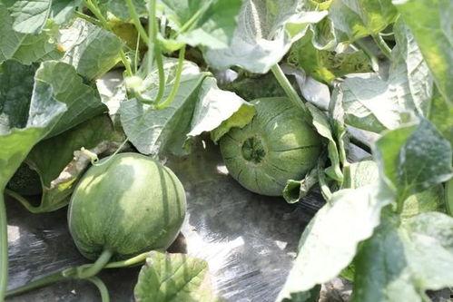 西昌吃瓜事件网红是谁,揭秘网红背后的真相