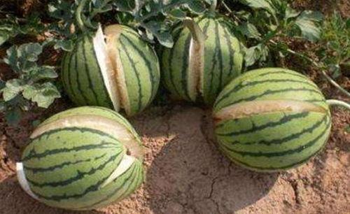 珠海网红吃瓜事件真相,揭秘背后真相与网络舆论风暴