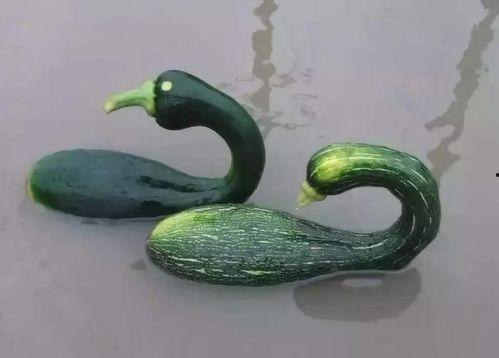 广西夫妻网红吃瓜是谁,背后真相引人关注