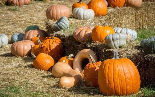 有一个吃瓜爆料网叫什么