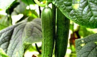 有一个吃瓜爆料网叫什么