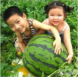 鲁山网红吃瓜比赛直播,直播盛宴，吃瓜大赛一触即发！