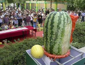 鲁山网红吃瓜比赛直播,直播盛宴，吃瓜大赛一触即发！