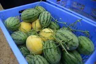 郯城网红吃瓜群微信号是多少,郯城网红吃瓜群微信号，带你领略本地热门话题！