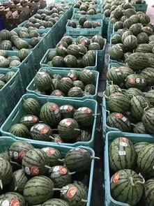 81吃瓜网,揭秘娱乐圈最新热点，带你畅游八卦海洋