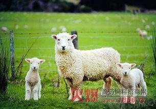 网红小羊吃瓜视频在哪看,观看指南及热门平台汇总