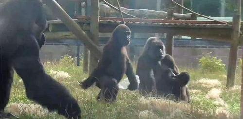 网红吃瓜大猩猩是真的吗,真相揭秘，网络奇观背后的故事