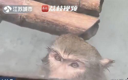 网红吃瓜大猩猩是真的吗,真相揭秘，网络奇观背后的故事