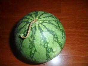 网传苏瓜不可以吃,为何苏瓜不宜食用，网传禁忌真相揭晓