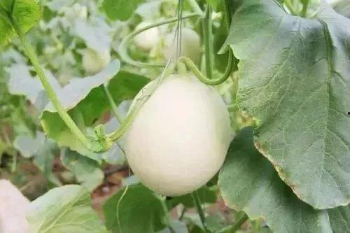 博乐网红吃瓜事件,揭秘网络舆论背后的真相