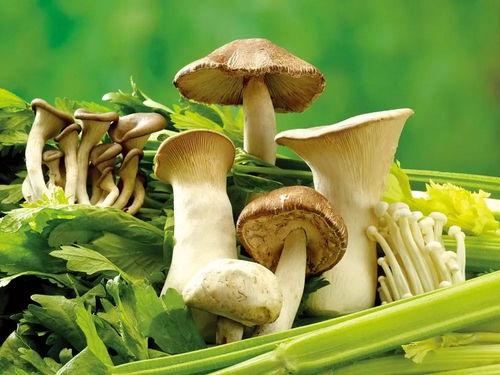 蘑菇吃瓜网最新爆料新闻