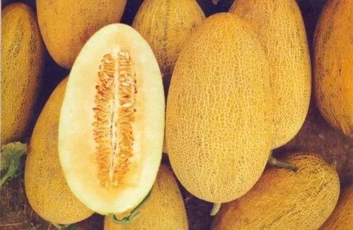 新疆网红吃哈密瓜视频,甜蜜滋味引网友热议