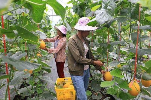 网红瓜都在哪里吃的啊图片