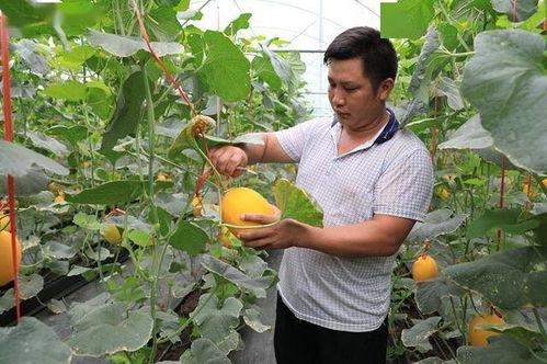 网红瓜都在哪里吃的啊图片