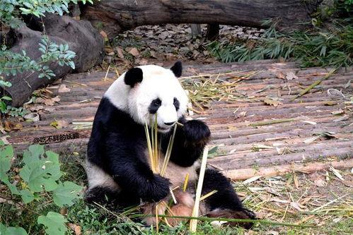 长乐网红小鹿姐姐吃瓜事件,揭秘网络红人的争议瞬间