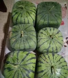 168吃瓜网,揭秘娱乐圈最新热点，带你畅游八卦海洋