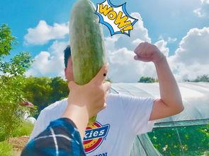 网红吃瓜趣事,揭秘娱乐圈幕后花絮