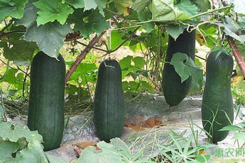 诸暨吃瓜网红事件真相,揭秘背后真相与网络舆论的反思