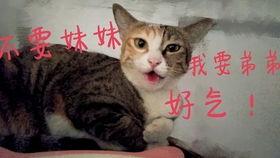 911吃瓜爆料官网小僵尸柚子猫,小僵尸柚子猫背后的故事